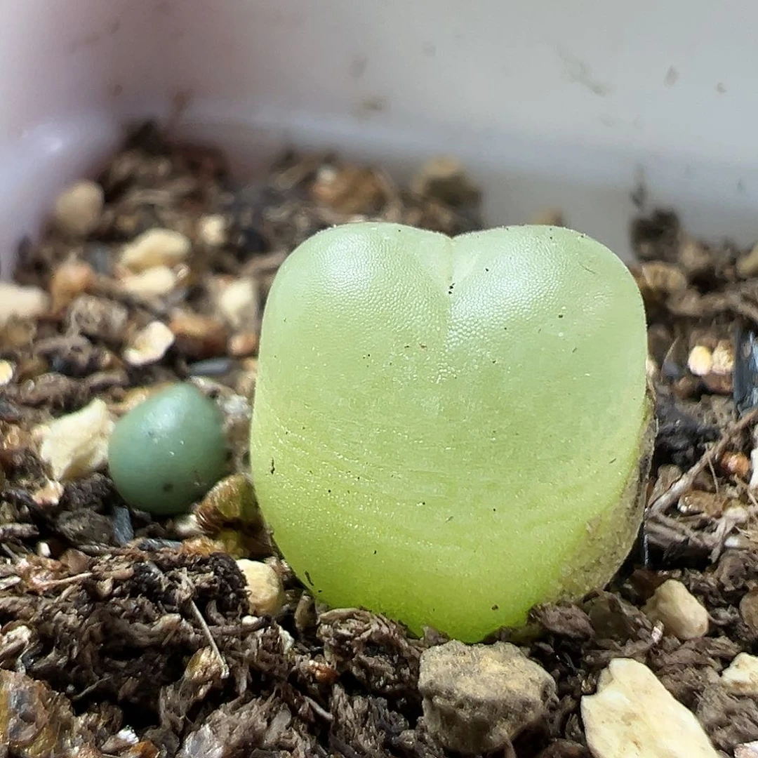 多肉植物实付满9.9包邮146