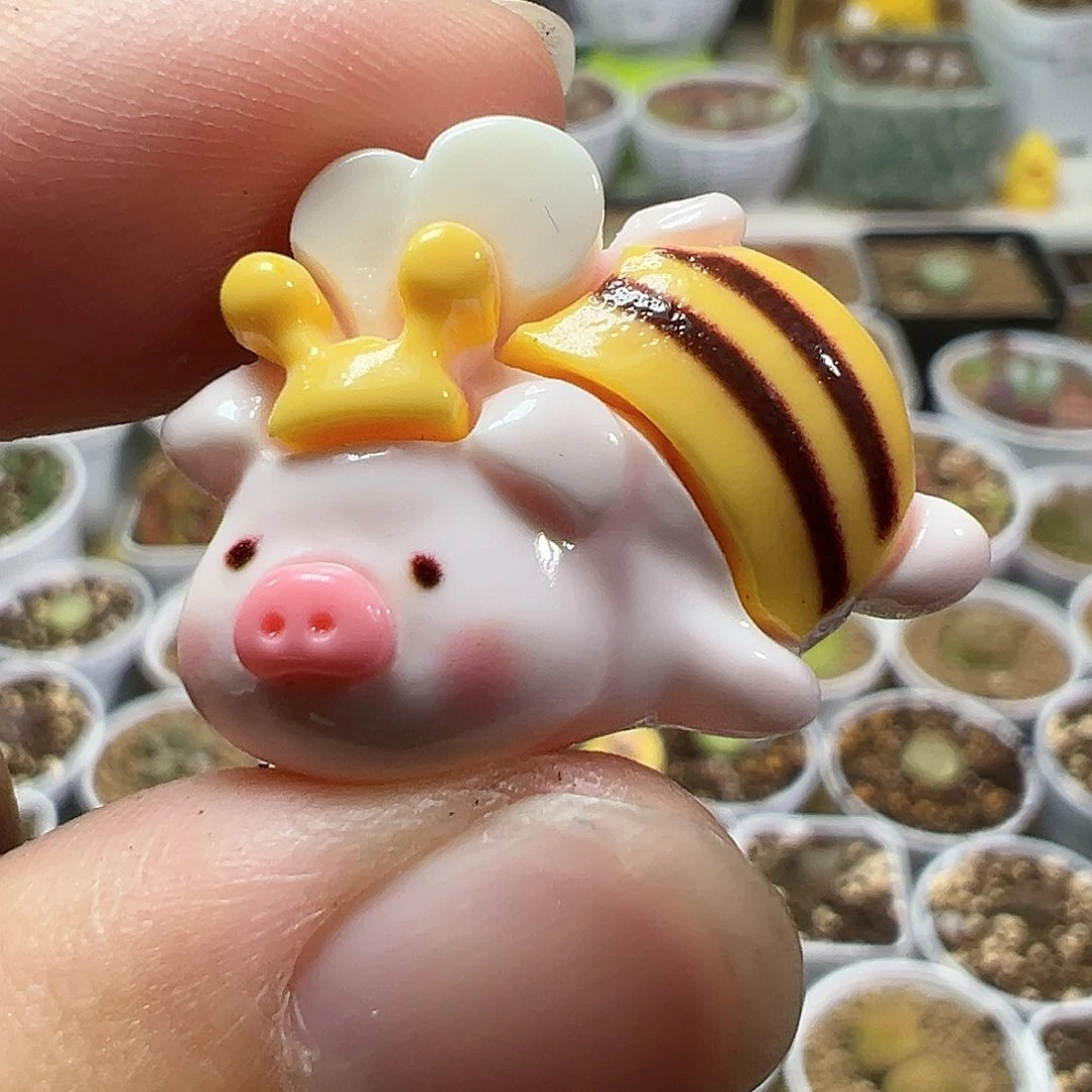 多肉植物实付满9.9包邮11压盆石