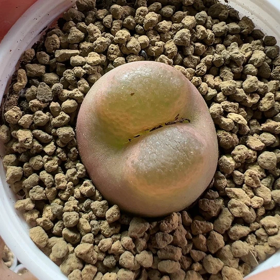 多肉植物实付满9.9包邮94