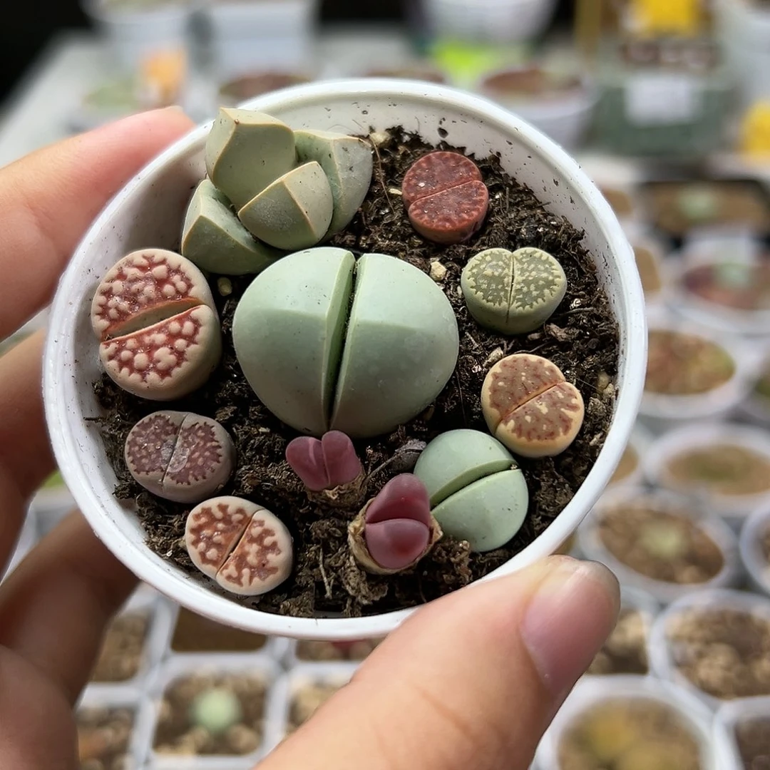 多肉植物实付满9.9包邮114