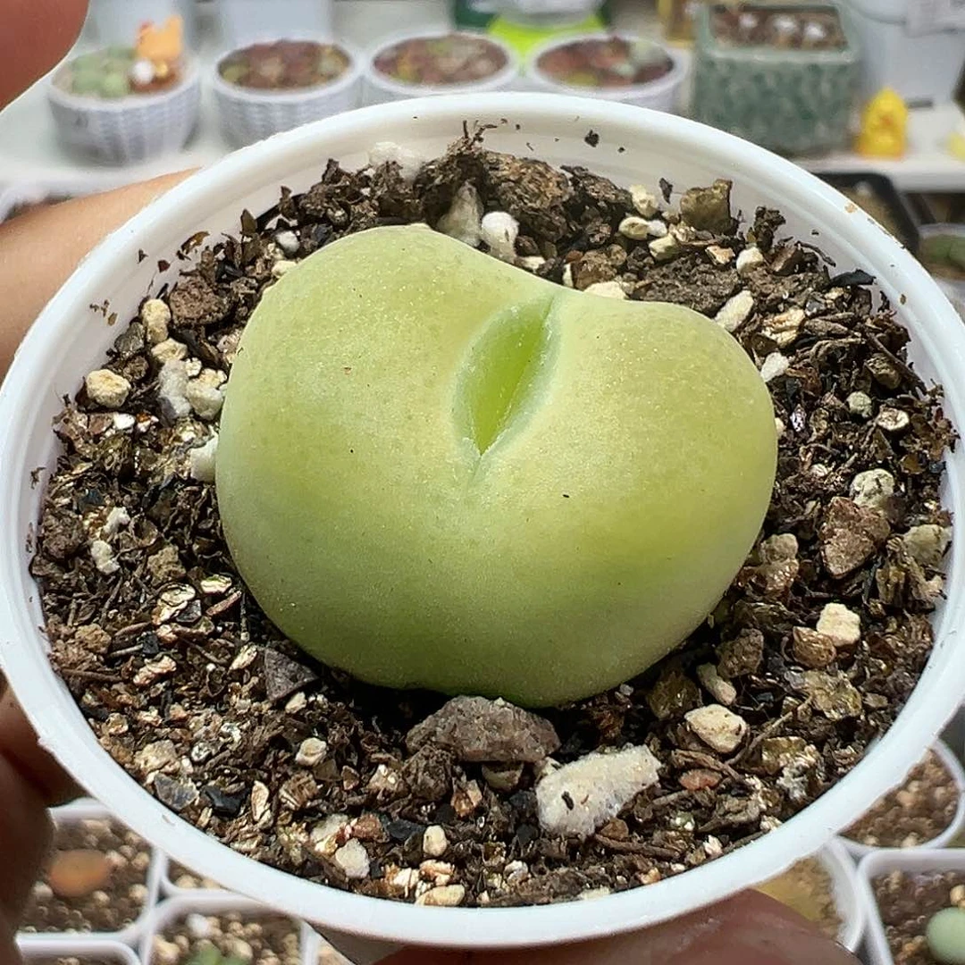 多肉植物实付满9.9包邮111