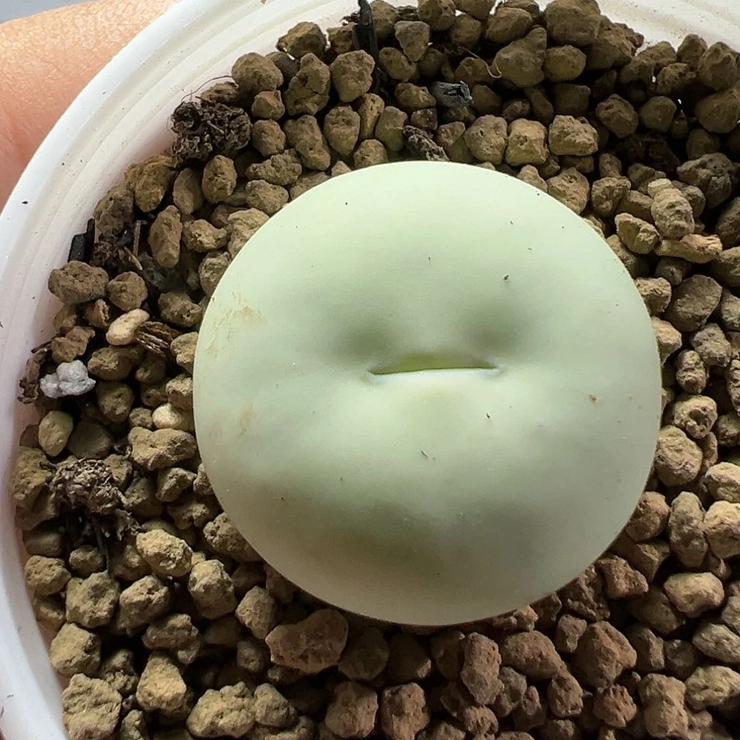 多肉植物实付满9.9包邮237