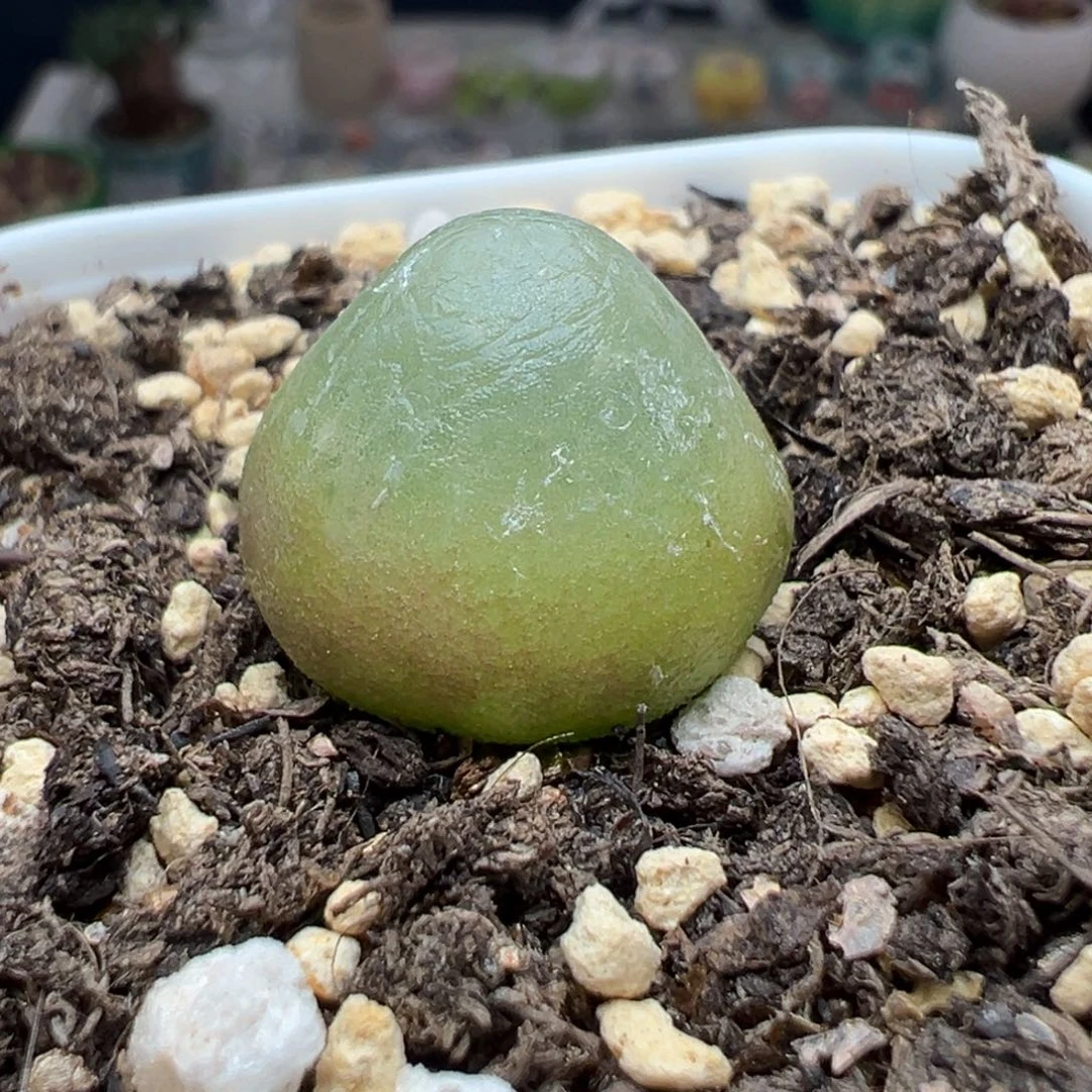 多肉97灯泡1.8厘米