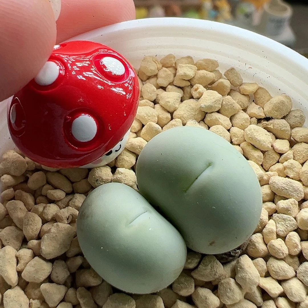 多肉植物实付满9.9包邮113