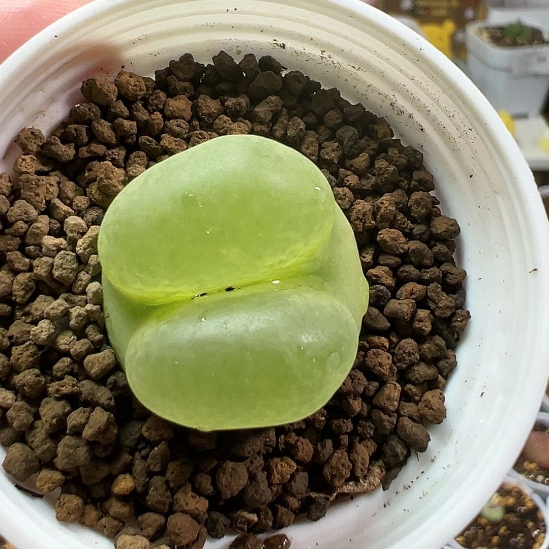 多肉植物实付9.9包邮166