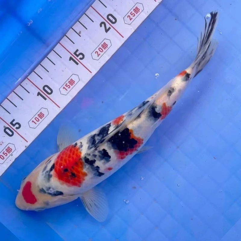 10-12厘米锦鲤鱼冷水观赏鱼皮实耐低温