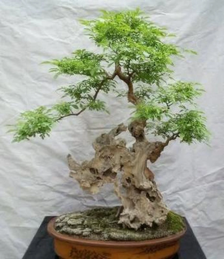 黄荆盆景、绿植、好活易养、微盆景老桩、种植盆栽（一物一拍）高度