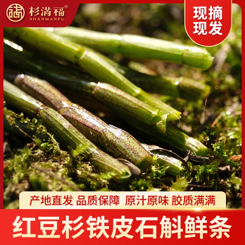 【正宗红豆杉新鲜石斛】露天生长铁皮石斛鲜武功山新鲜枫斗石斛