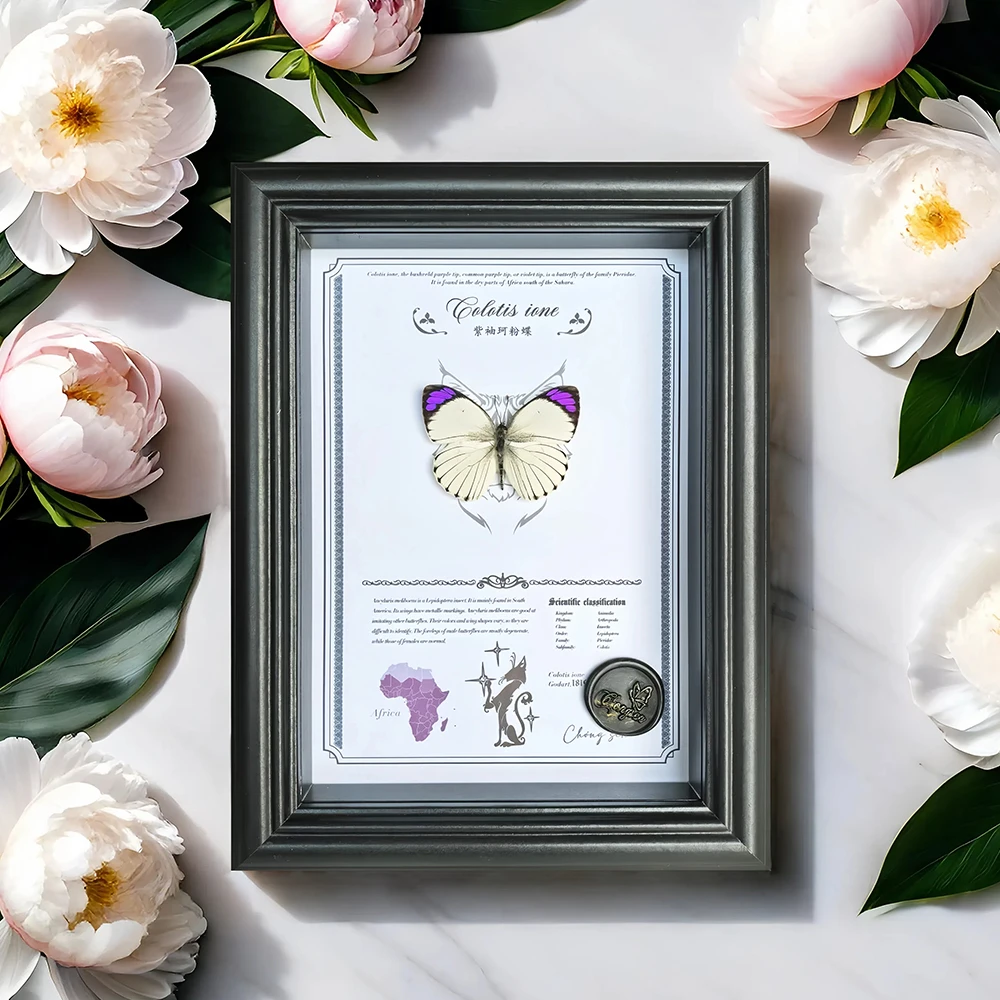 紫袖珂粉蝶蝴蝶标本真蝴蝶相框装饰画桌面摆件送女友生日礼物