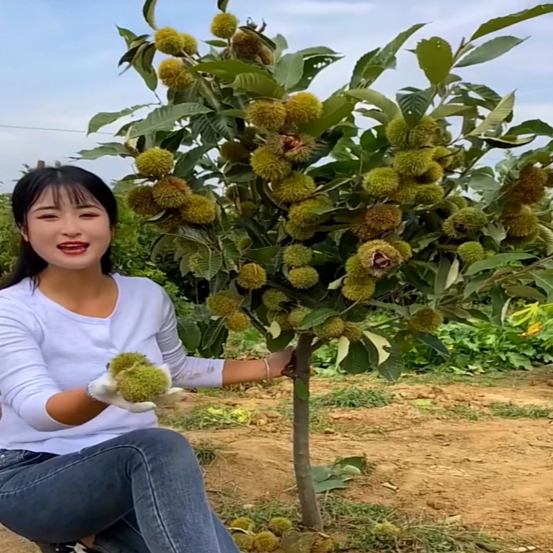 板栗树苗嫁接果树苗大红袍板栗苗盆栽地栽南北方庭院种当年结果苗