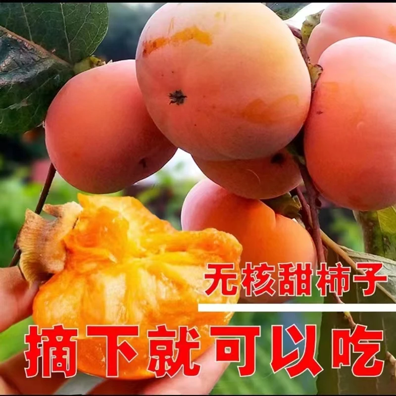 脆甜柿子树苗嫁接果树苗特大柿子树苗南方北方种植果树当年结果苗