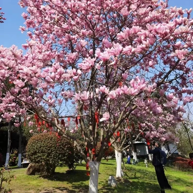 玉兰树苗庭院紫玉兰白玉兰二乔黄玉兰红玉兰带花苞耐寒浓香南北方