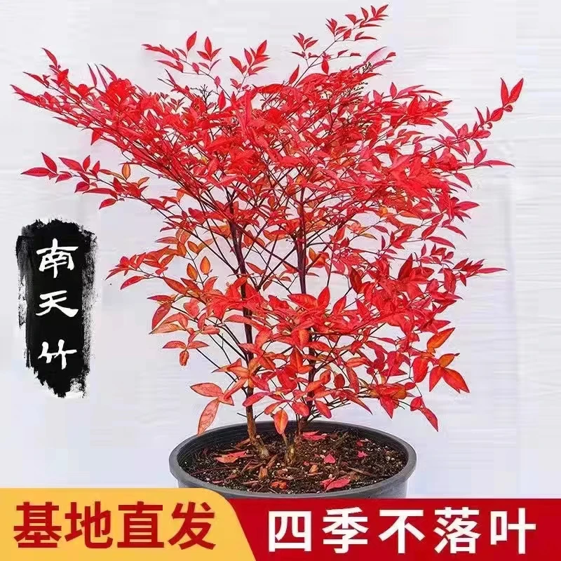 火焰南天竹树苗庭院花卉植物绿化苗木红天竹观叶盆栽耐寒四季好养