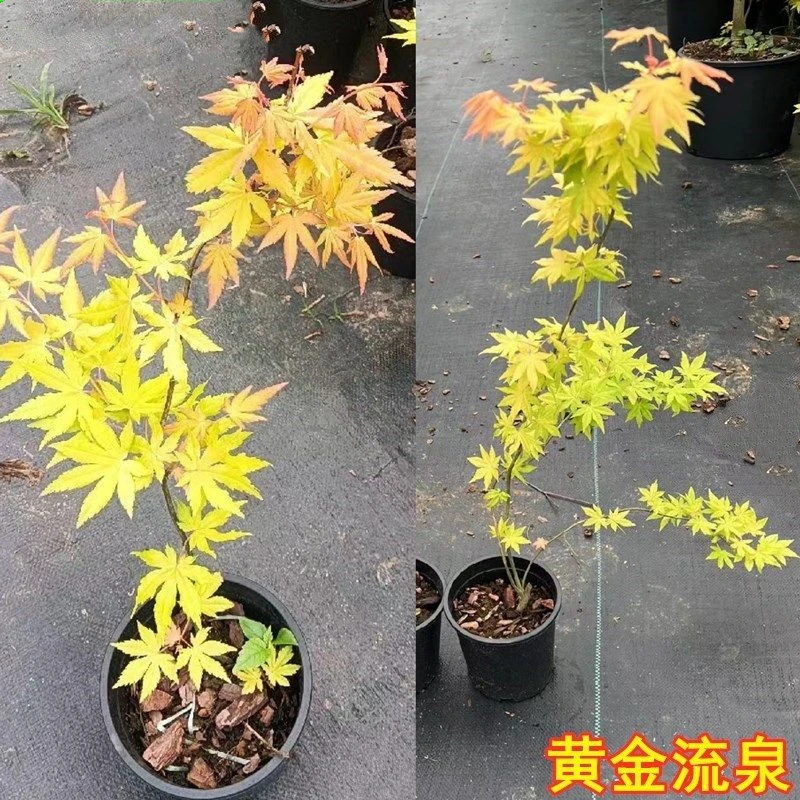 正宗石榴红羽毛枫外山舞孔雀泰勒青羽毛枫流泉枫树苗阳台庭院枫树
