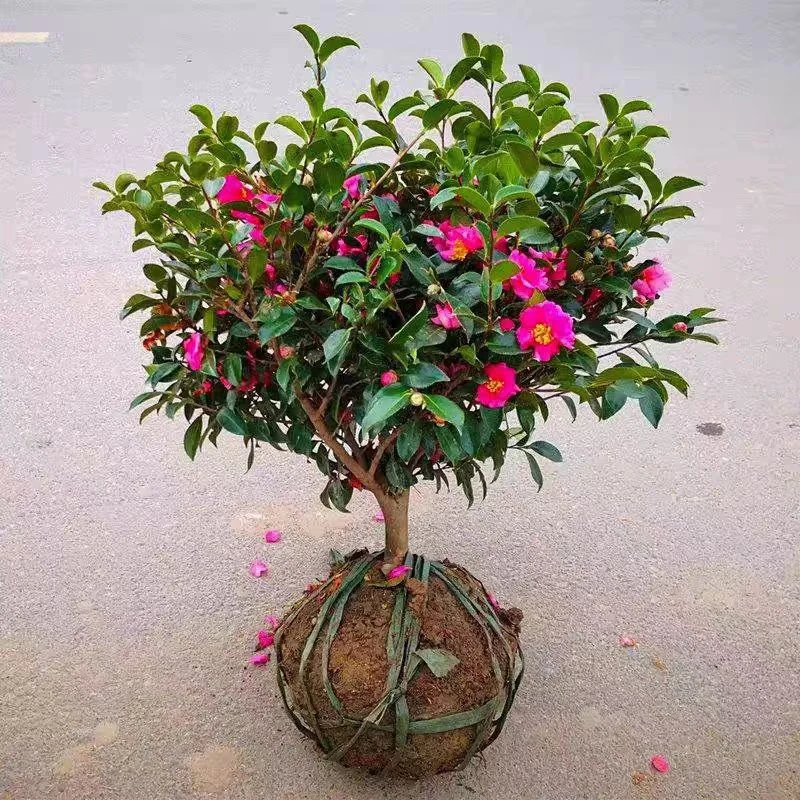 茶梅花苗树植物盆栽室内外耐寒花卉老桩品种茶梅苗四季常青年宵花