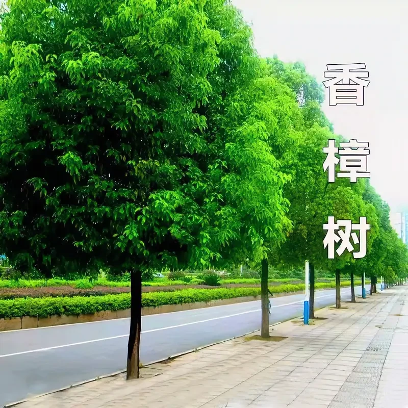香樟树苗驱蚊虫四季常青庭院绿化工程盆栽地栽园林绿植南北方种植