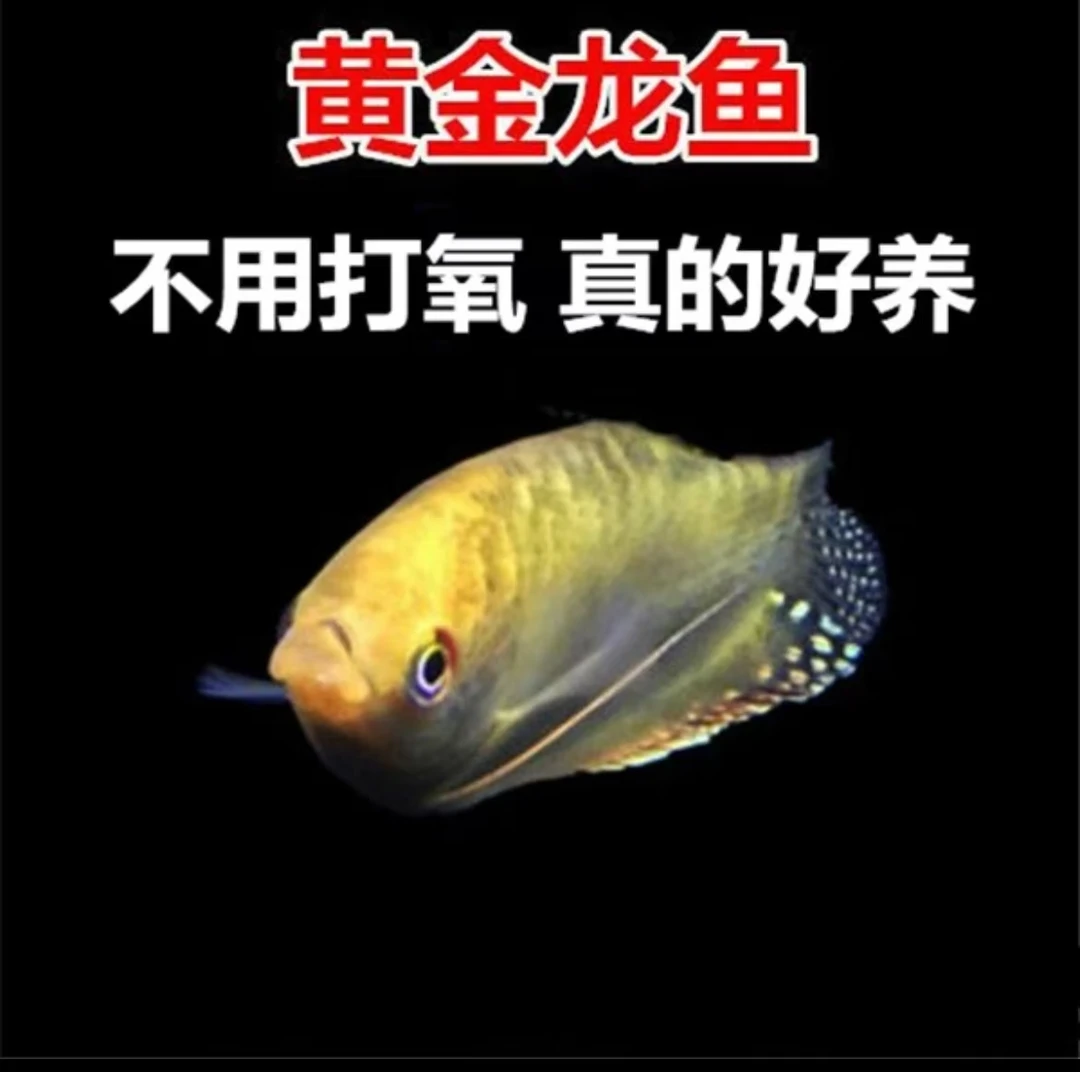 蓝黄血红曼龙鱼 活体中型观赏鱼淡水鱼 不用打氧耐活新手宠物鱼