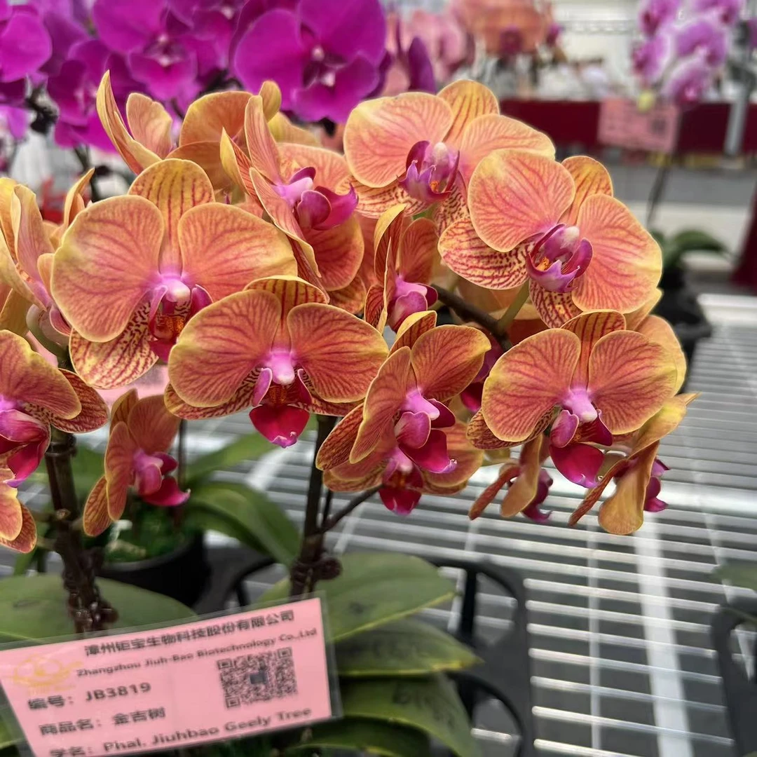 植趣花卉【吉利】蝴蝶兰3.5寸超成熟苗 新手必入