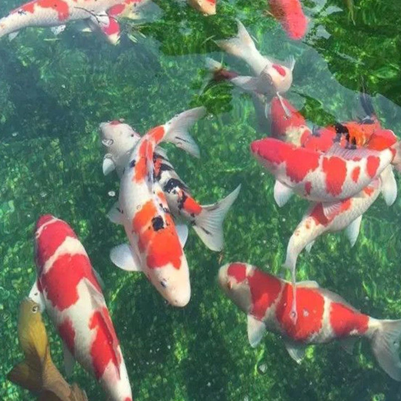 4 精品锦鲤鱼纯种红白观赏鱼冷水鱼大正三色黄金招财鱼锦鲤活鱼