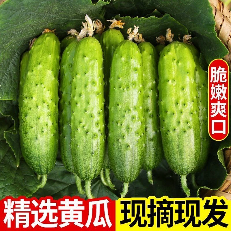 老人小孩都能吃的东北新鲜旱黄瓜当天采摘当天发货自然生长包邮