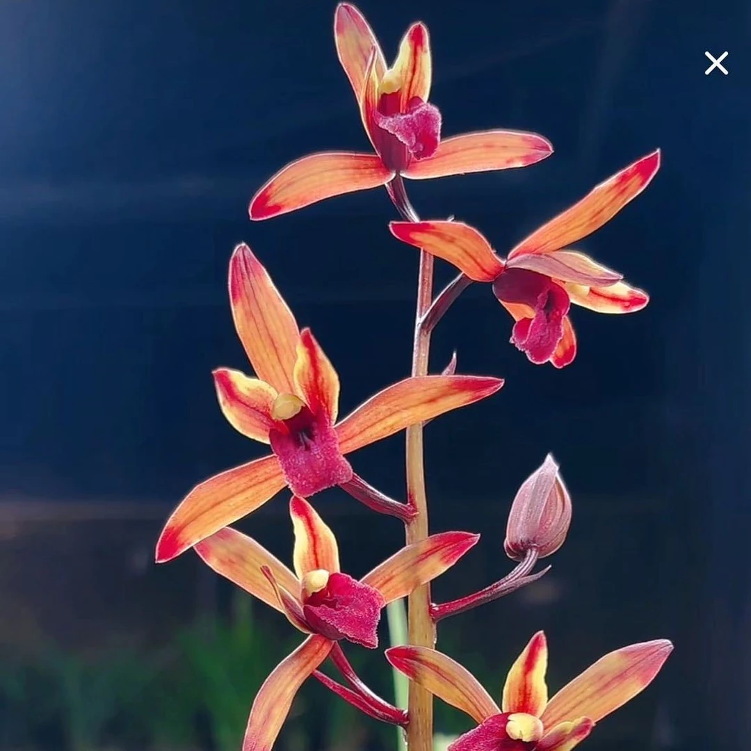 盆景绿植市场直播专用