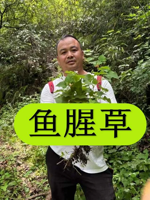 鱼腥草 甘肃大山自採 假一赔十的