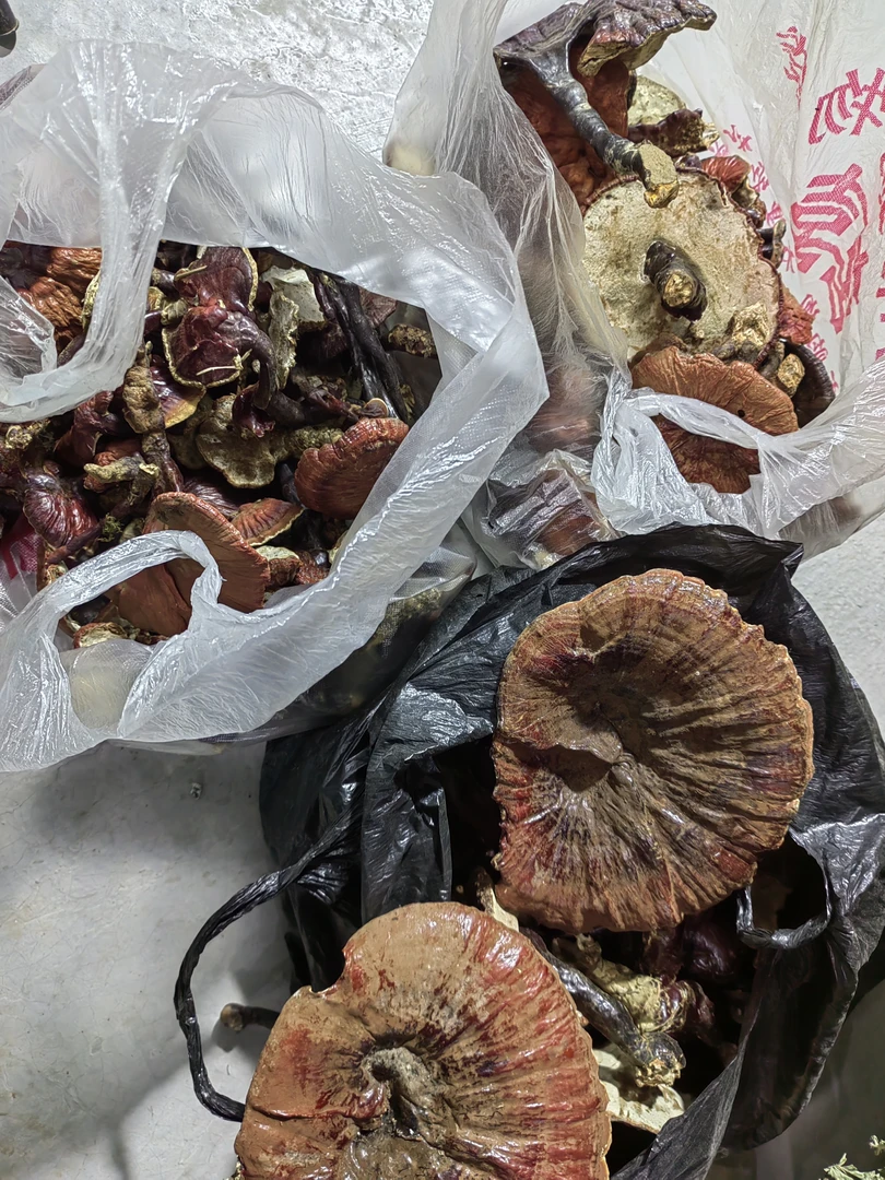 灵芝  非种植的 大山采摘 大小都有假一赔十  不要跟种植的比价格
