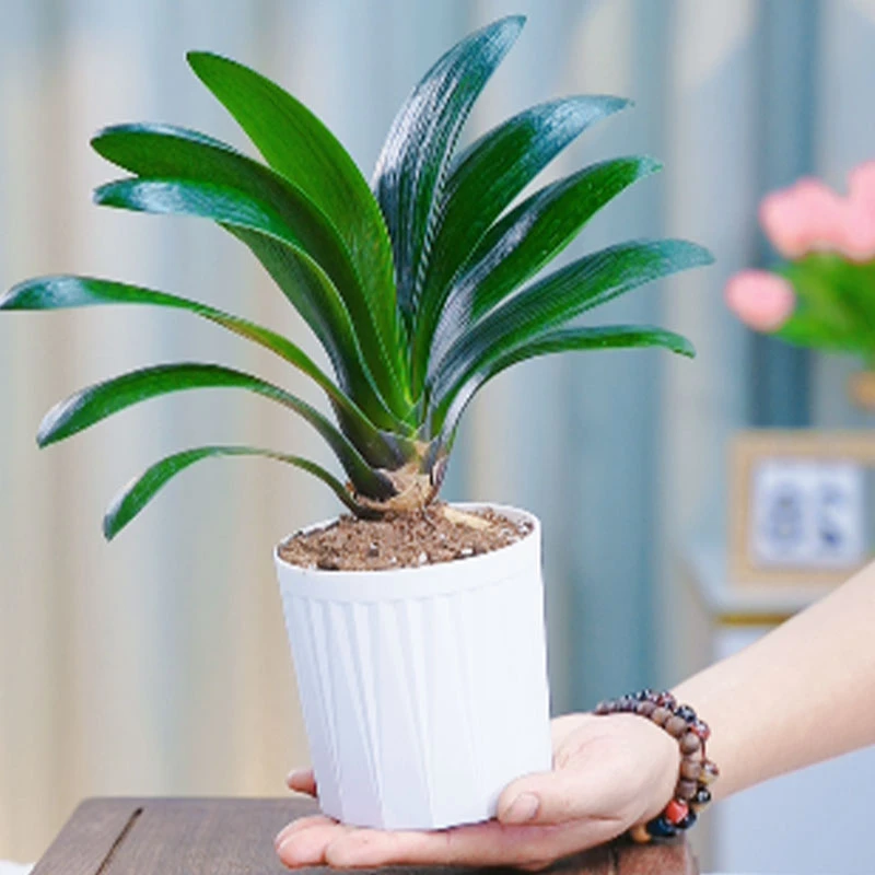 四季君子兰盆栽室内花苞花卉植物精品室内绿植好养圆头和尚常青