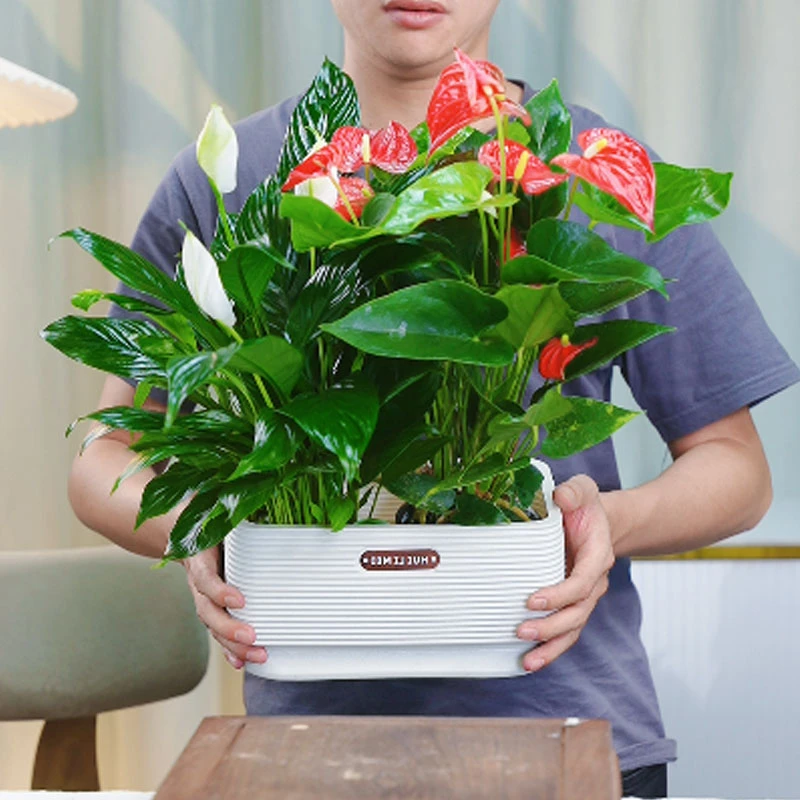 红掌白掌组合盆栽一帆风顺花卉绿植办公室内植物鸿运当头四季开花