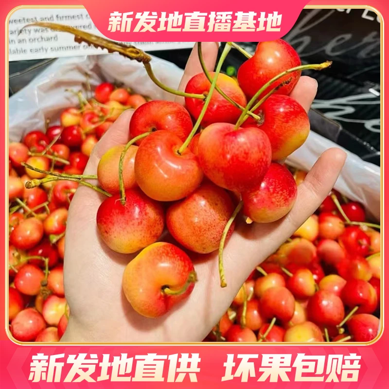 【主播推荐】智利进口2J雷尼尔Rainier黄金车厘子【4.4斤原箱】新鲜