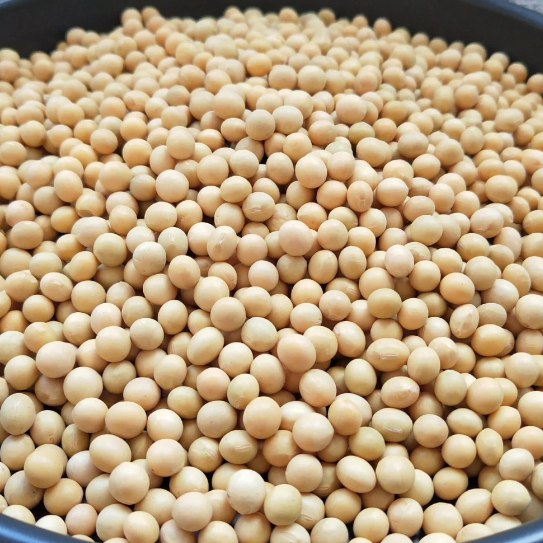 正宗农家土货杂粮黄豆