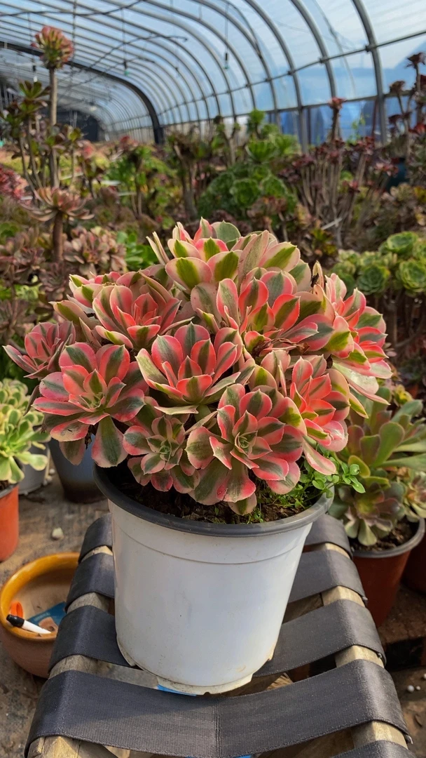 法师一物一拍 偏远地区不包邮 不包侧枝