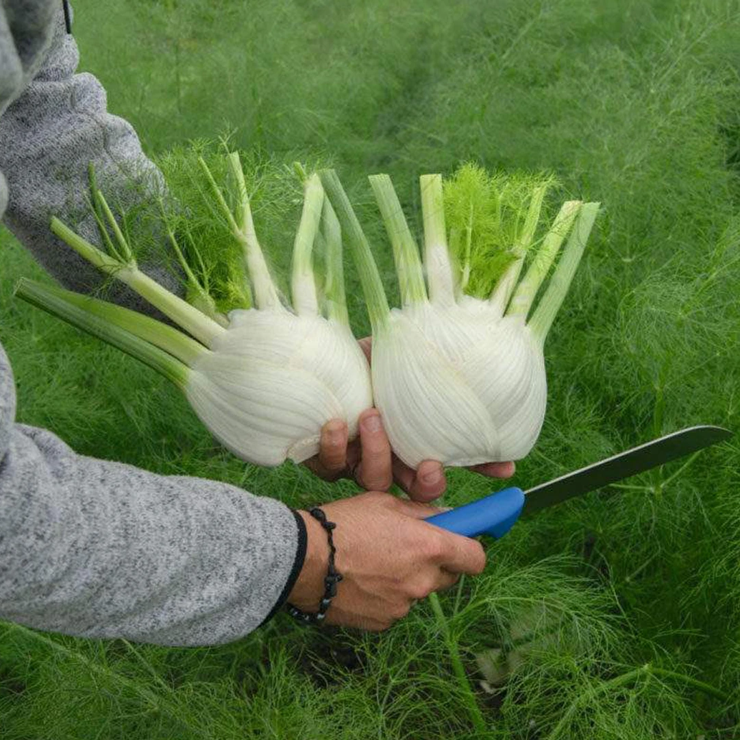 球茎茴香苗 寿光蔬菜种苗特菜秧苗