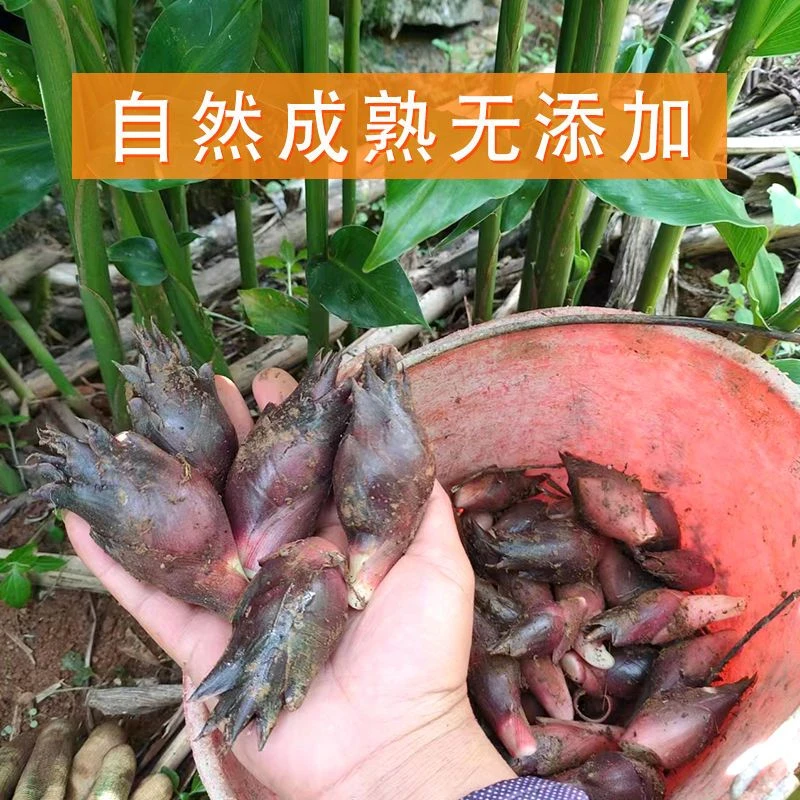 新鲜阳河洋河姜新鲜现采