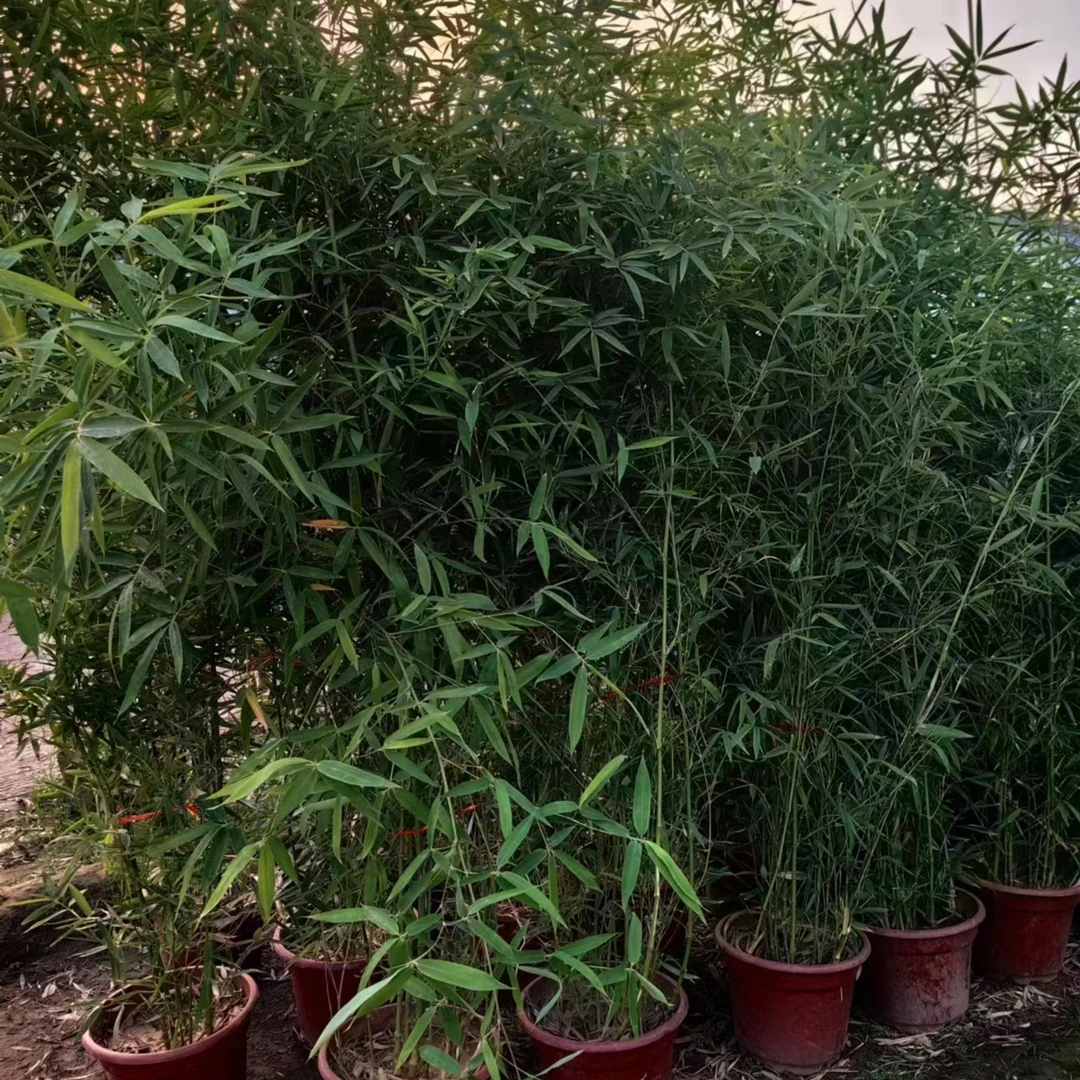 冰翠竹小毛竹 花园别墅景观竹南北方耐寒四季常青