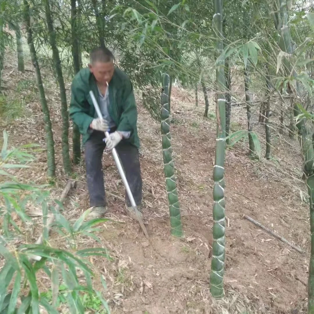 龟甲竹  精品名贵庭院花园盆栽观赏竹