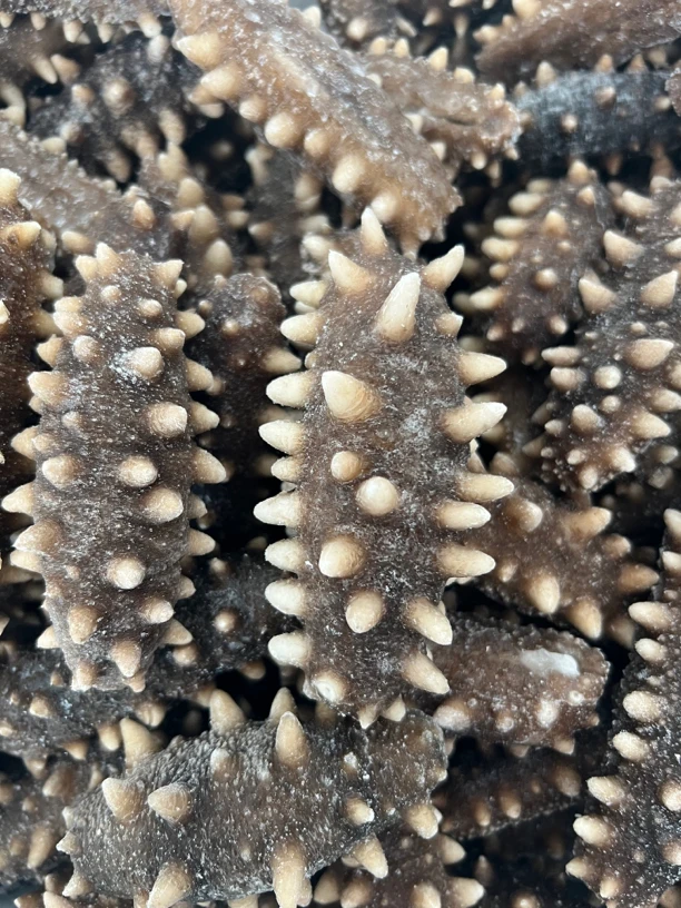[野生即食]大连长海县野生即食海参