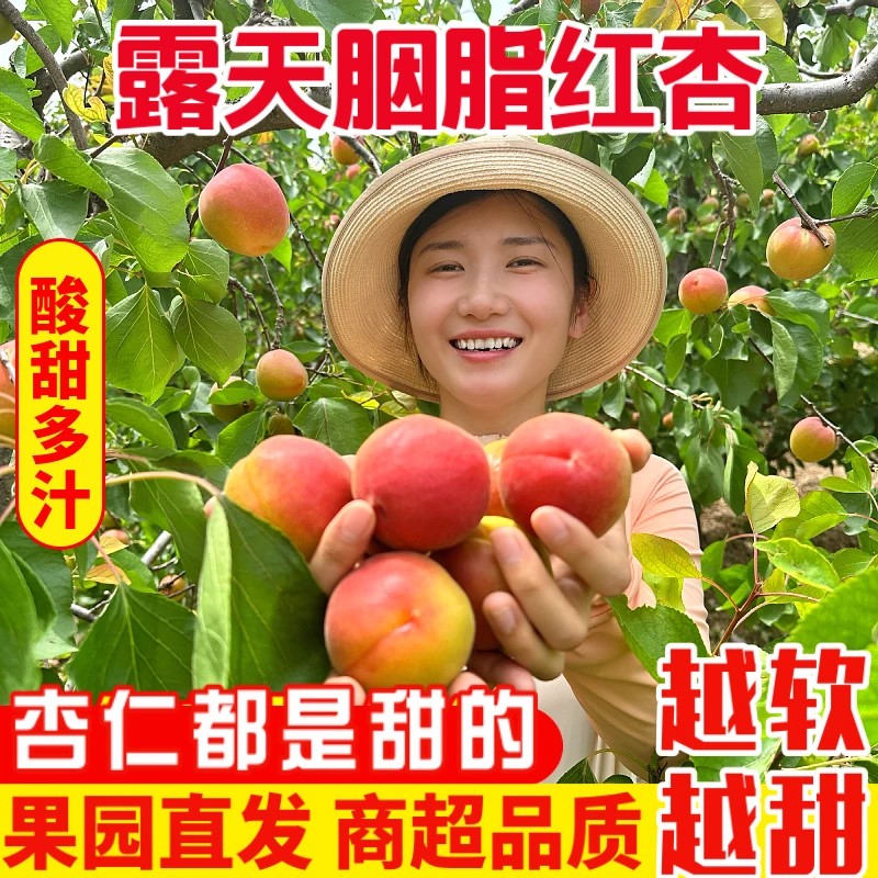 陕西胭脂红杏 越软越甜贵妃红杏新鲜水果自然熟2/4斤装香甜多汁