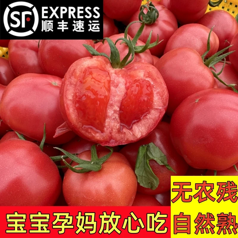 【顺丰现摘产地直发】现摘正宗陕西泾阳普罗旺斯水果西红柿沙瓤带籽