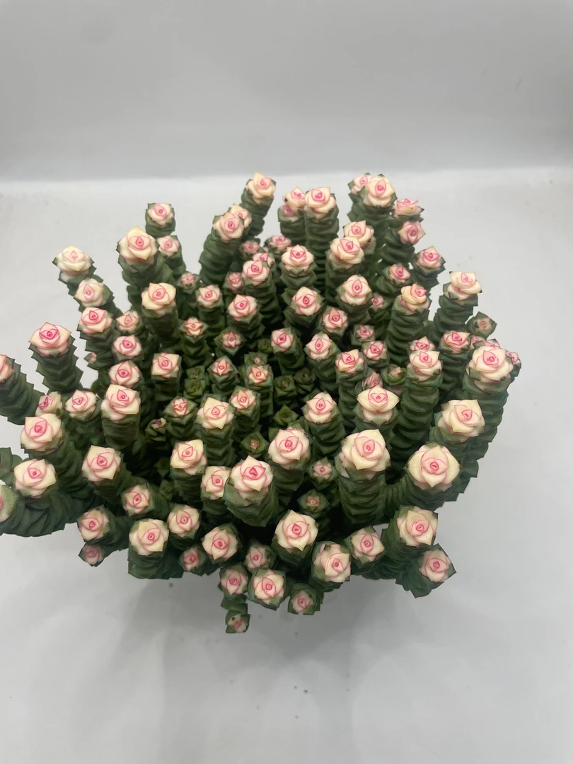 钱串锦 多肉植物 云南基地直发新手养肉放阳台好养活 送人好物