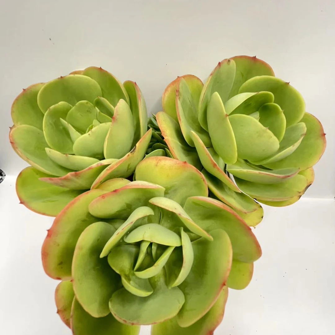 碧桃 多肉植物 云南基地直发新手养肉放阳台好养活 群生多头品种