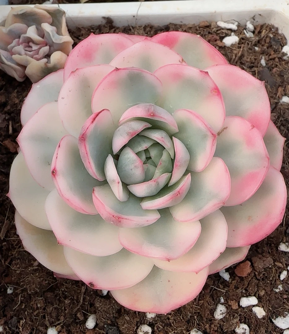 粉水晶锦多肉植物