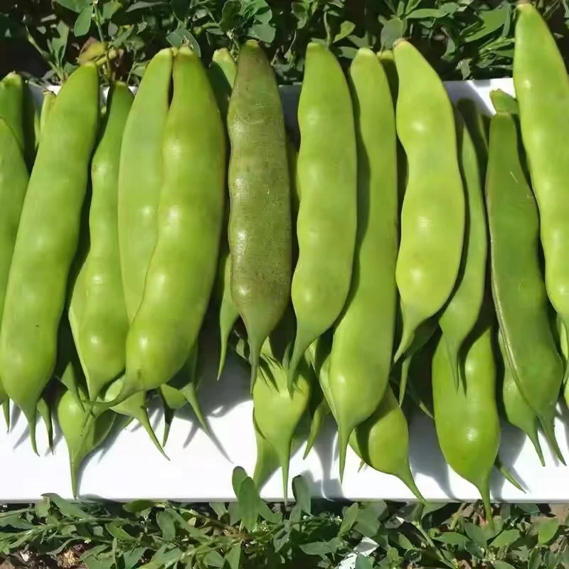 东北油豆角3斤 九月青紫花油豆角  秋茬 应季蔬菜农家美味 新鲜