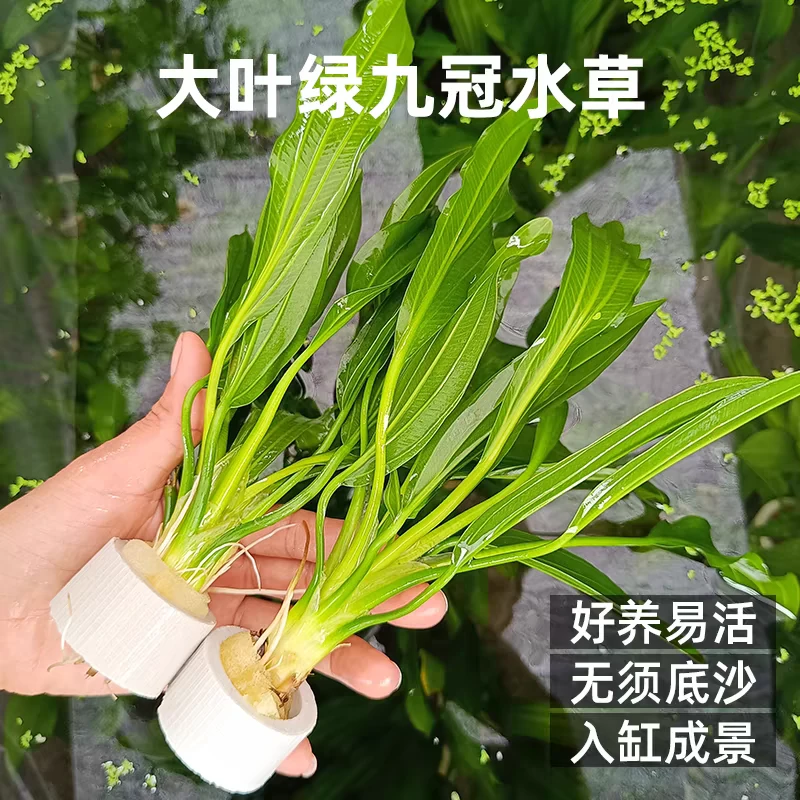 懒人水草定植种植 溪流 四季净化 小九冠迷你大叶绿九冠 迷你好养