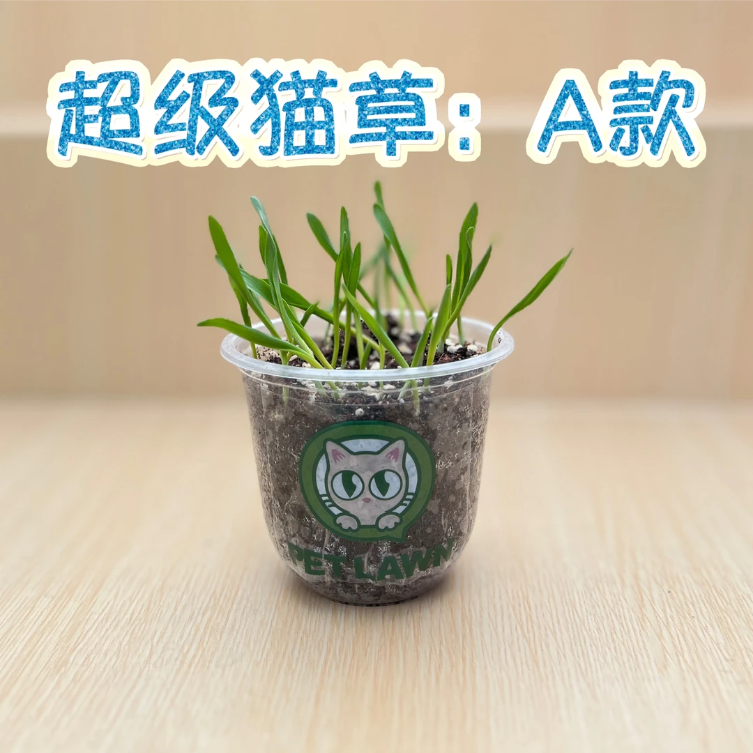 超级猫草A款 宽叶 不扎胃