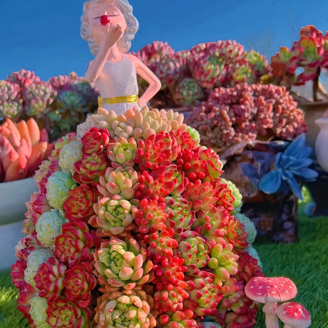 多肉多多商品链接，多肉植物的疗愈力量，让你的生活充满绿色生机。