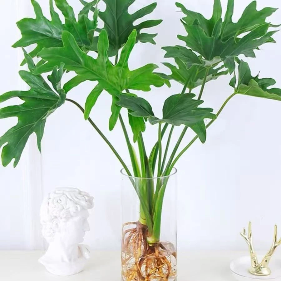 水培植物春羽盆栽蔓绿绒室内春雨绿植常青绿萝好水养办公桌ins风