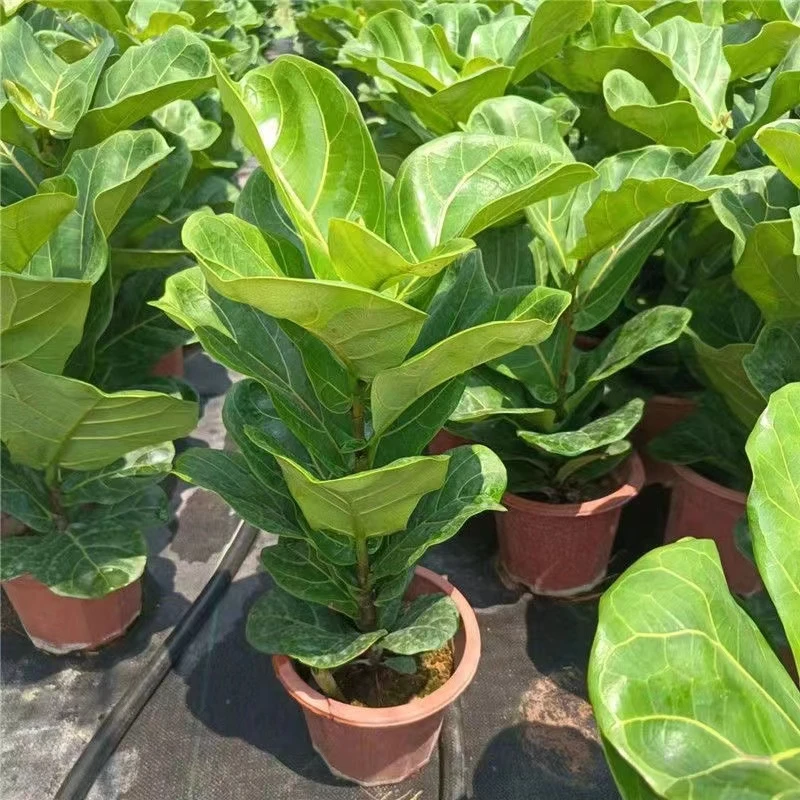 琴叶榕大叶盆栽客厅办公室北欧网红绿植好养花卉四季常青吸甲醛