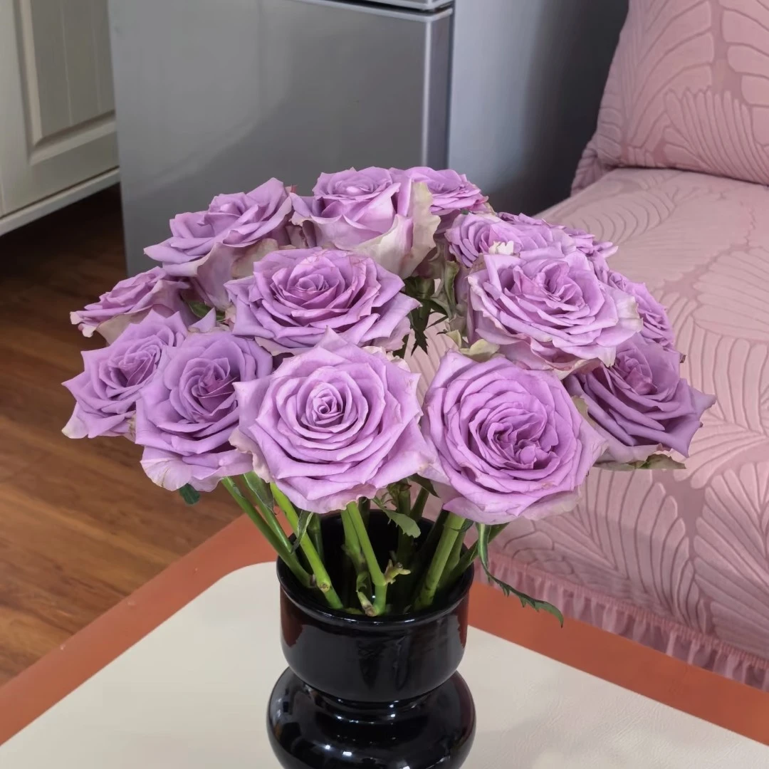 紫霞仙子玫瑰20支   拍四件顺丰  两件中通