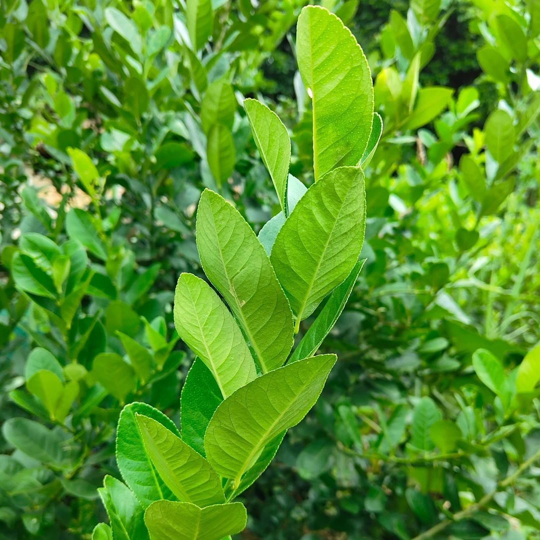 香水柠檬叶现摘现发鱼生配料泰国冬阴功香料调味料青柠檬新鲜绿植
